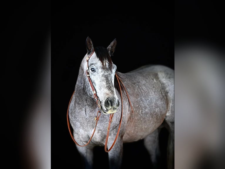 American Quarter Horse Castrone 6 Anni 160 cm Grigio in Clarion, PA