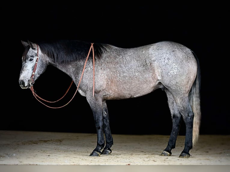 American Quarter Horse Castrone 6 Anni 160 cm Grigio in Clarion, PA