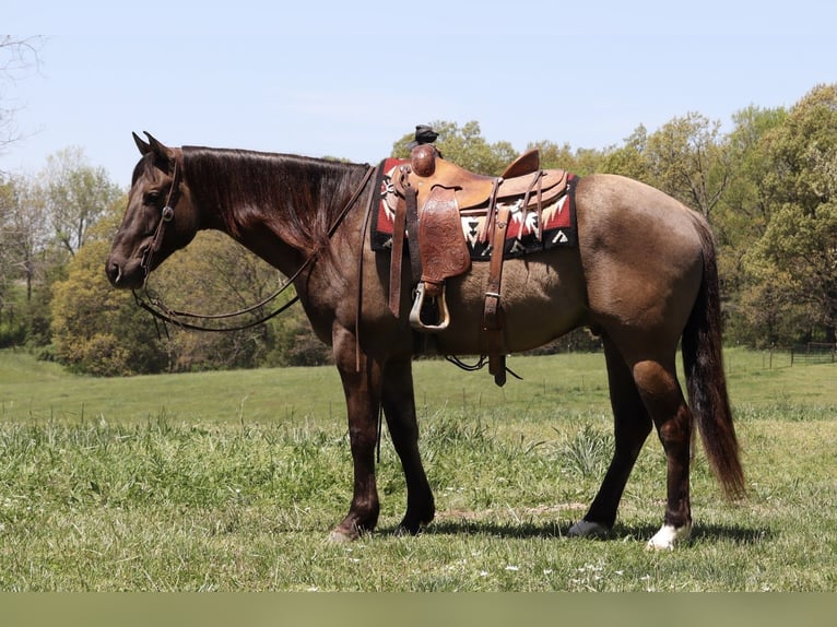 American Quarter Horse Castrone 6 Anni 160 cm Grullo in Purdy