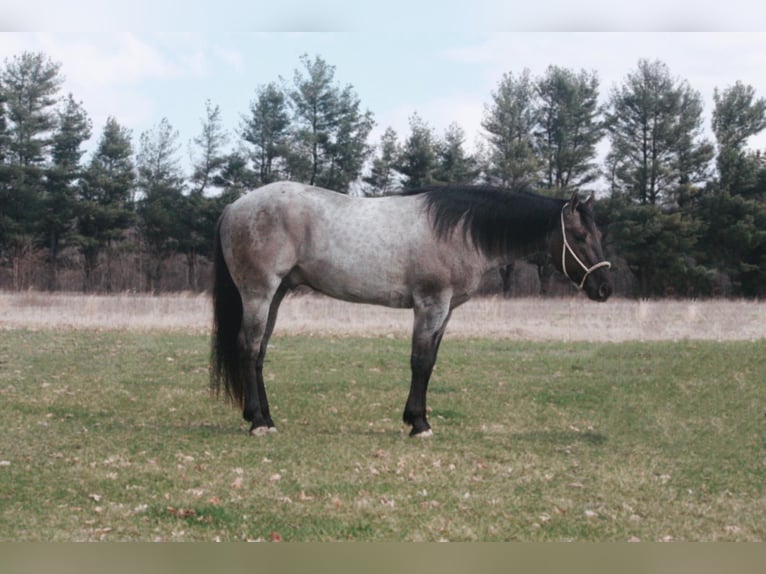 American Quarter Horse Castrone 6 Anni 160 cm Grullo in North Judson IN