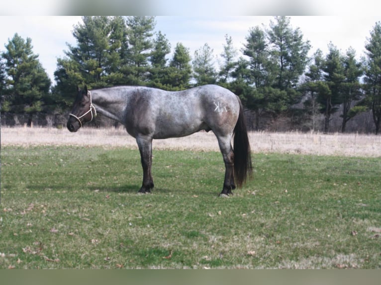 American Quarter Horse Castrone 6 Anni 160 cm Grullo in North Judson IN