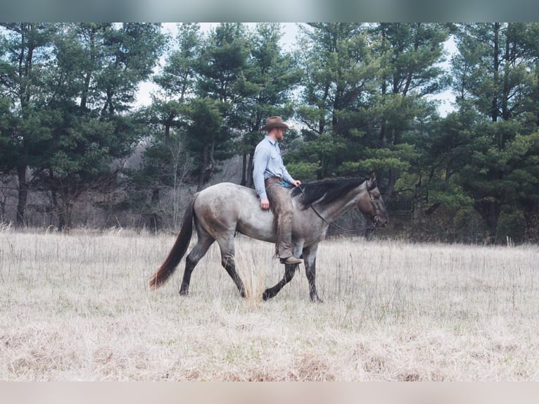 American Quarter Horse Castrone 6 Anni 160 cm Grullo in North Judson IN