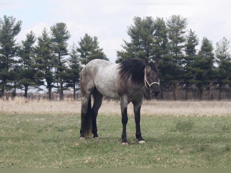 American Quarter Horse Castrone 6 Anni 160 cm Grullo in North Judson IN