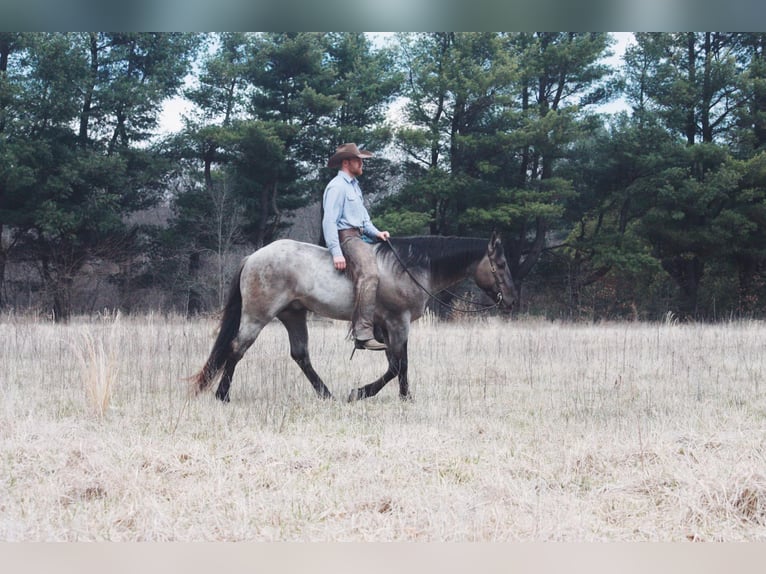 American Quarter Horse Castrone 6 Anni 160 cm Grullo in North Judson IN