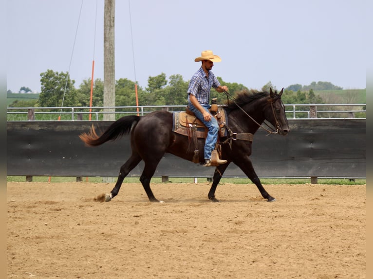 American Quarter Horse Castrone 6 Anni 160 cm Morello in La Motte, IA