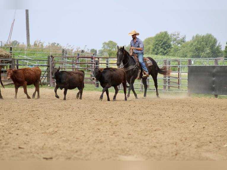 American Quarter Horse Castrone 6 Anni 160 cm Morello in La Motte, IA