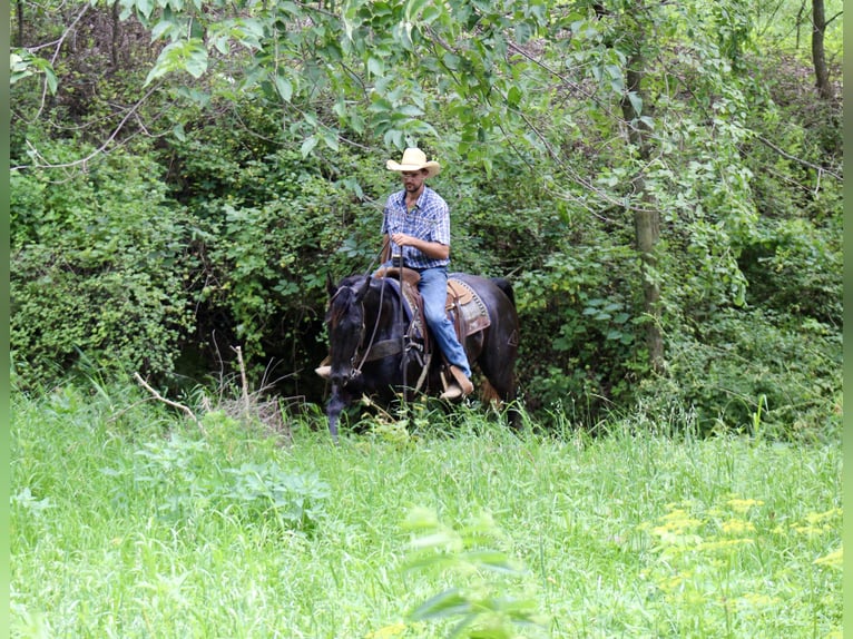 American Quarter Horse Castrone 6 Anni 160 cm Morello in La Motte, IA