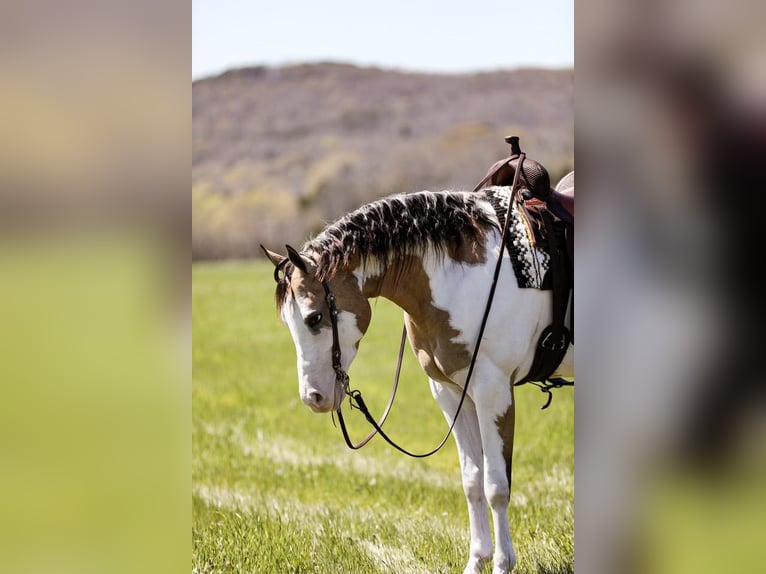 American Quarter Horse Castrone 6 Anni 160 cm Overo-tutti i colori in MT Hope AL