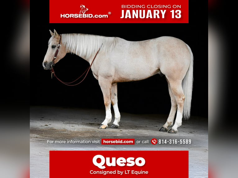 American Quarter Horse Castrone 6 Anni 160 cm Palomino in Clarion, PA