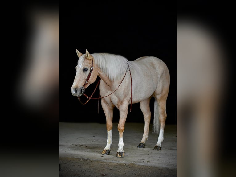 American Quarter Horse Castrone 6 Anni 160 cm Palomino in Clarion, PA