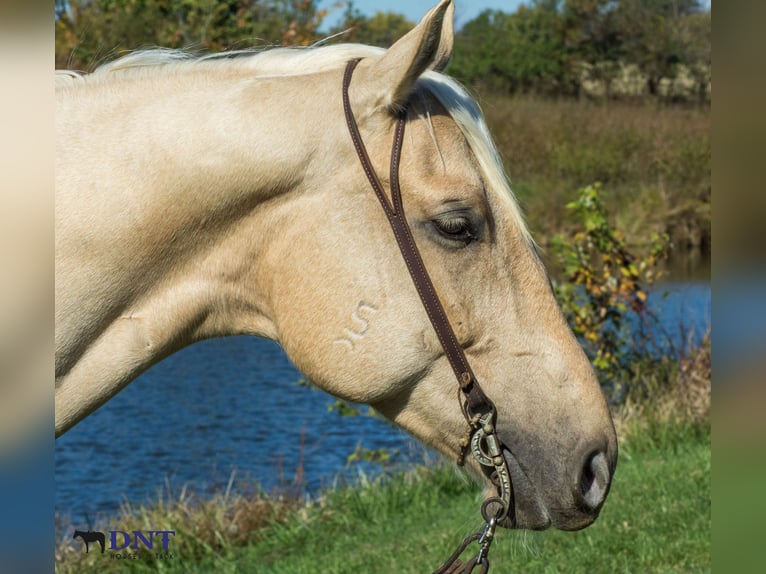 American Quarter Horse Castrone 6 Anni 160 cm Palomino in Henderson