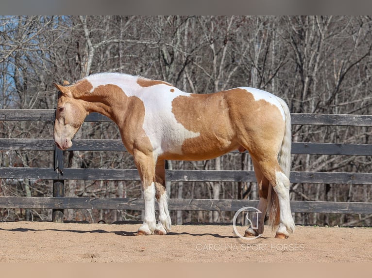 American Quarter Horse Mix Castrone 6 Anni 160 cm in Clover, SC