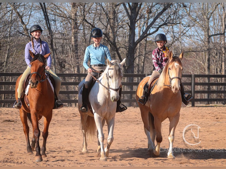 American Quarter Horse Mix Castrone 6 Anni 160 cm in Clover, SC