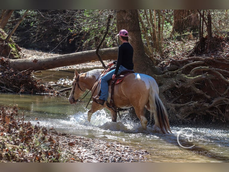 American Quarter Horse Mix Castrone 6 Anni 160 cm in Clover, SC