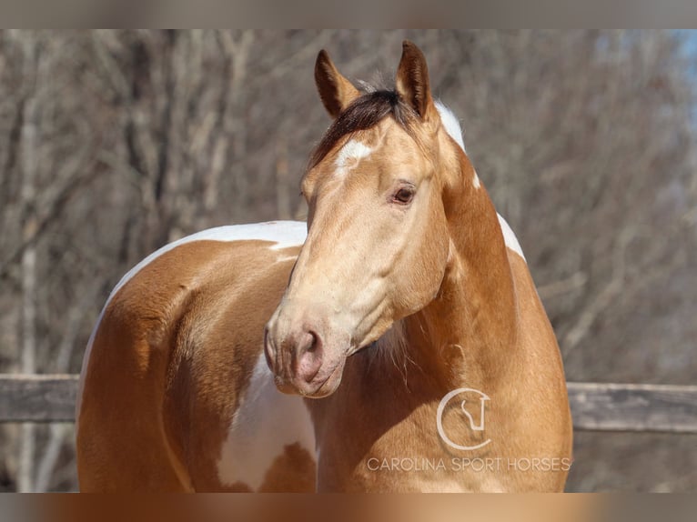 American Quarter Horse Mix Castrone 6 Anni 160 cm in Clover, SC