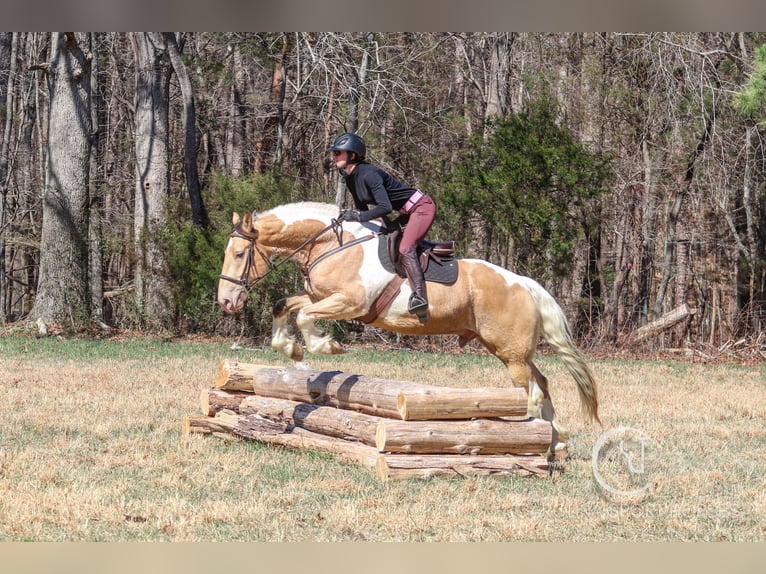 American Quarter Horse Mix Castrone 6 Anni 160 cm in Clover, SC