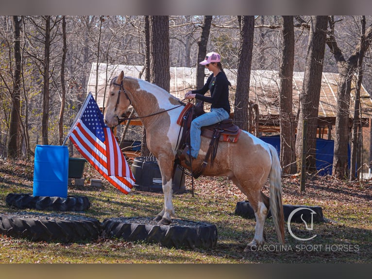 American Quarter Horse Mix Castrone 6 Anni 160 cm in Clover, SC