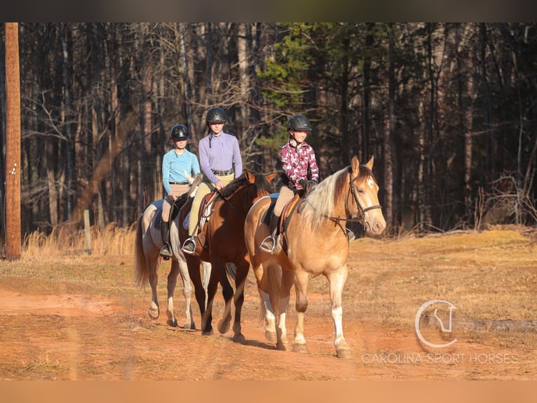 American Quarter Horse Mix Castrone 6 Anni 160 cm in Clover, SC