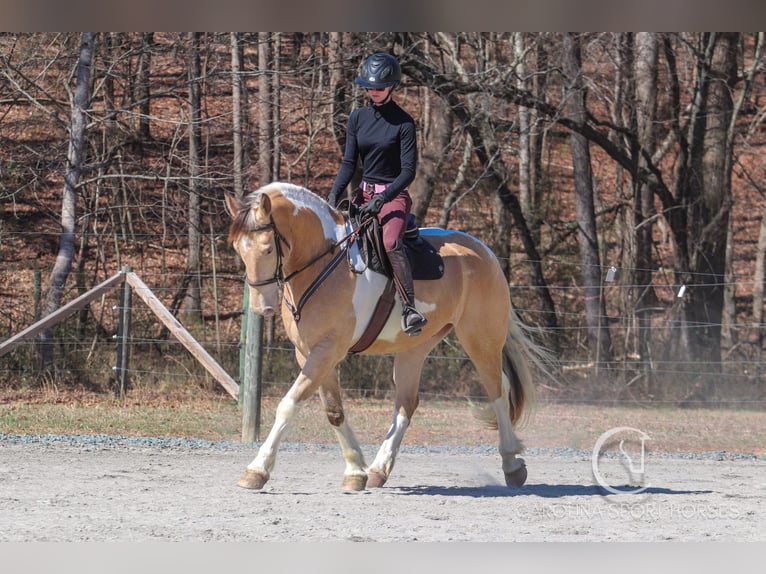 American Quarter Horse Mix Castrone 6 Anni 160 cm in Clover, SC