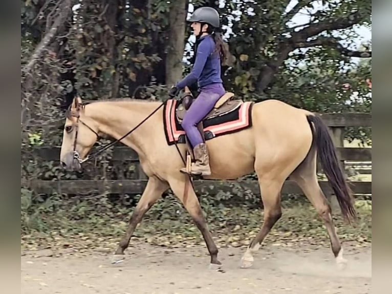 American Quarter Horse Castrone 6 Anni 160 cm Pelle di daino in Jeffersonton