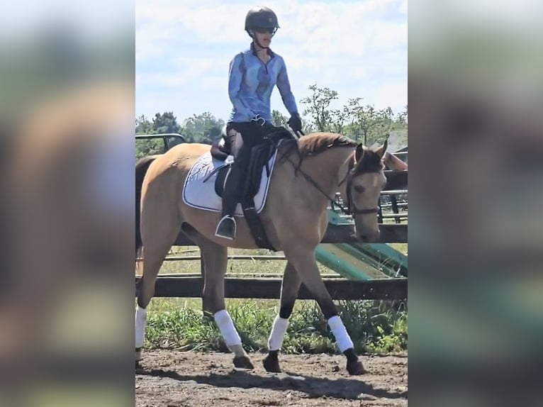 American Quarter Horse Castrone 6 Anni 160 cm Pelle di daino in Jeffersonton