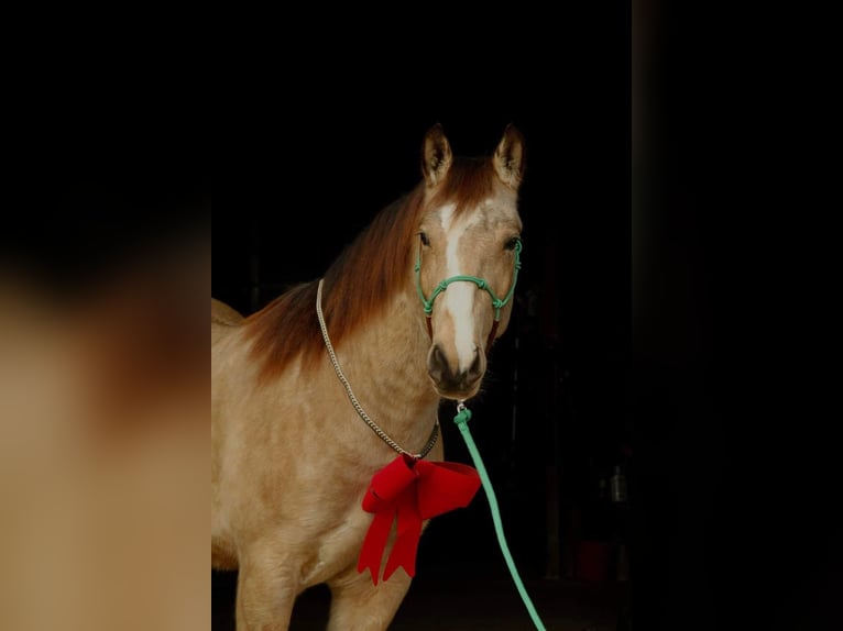 American Quarter Horse Castrone 6 Anni 160 cm Pelle di daino in Fort Atkinson WI