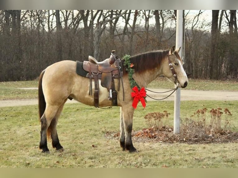 American Quarter Horse Castrone 6 Anni 160 cm Pelle di daino in Fort Atkinson WI