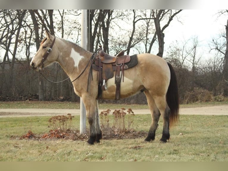 American Quarter Horse Castrone 6 Anni 160 cm Pelle di daino in Fort Atkinson WI