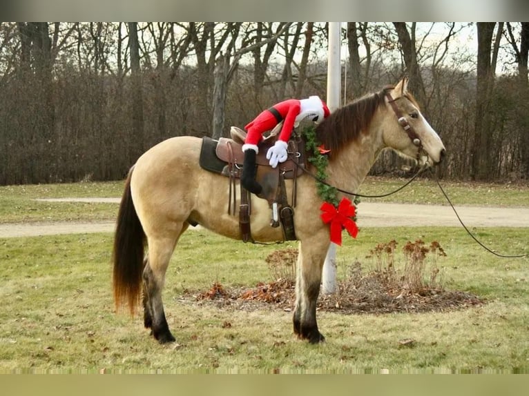 American Quarter Horse Castrone 6 Anni 160 cm Pelle di daino in Fort Atkinson WI