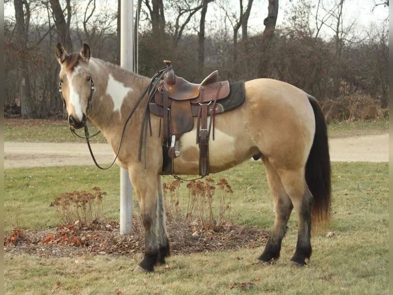 American Quarter Horse Castrone 6 Anni 160 cm Pelle di daino in Fort Atkinson WI