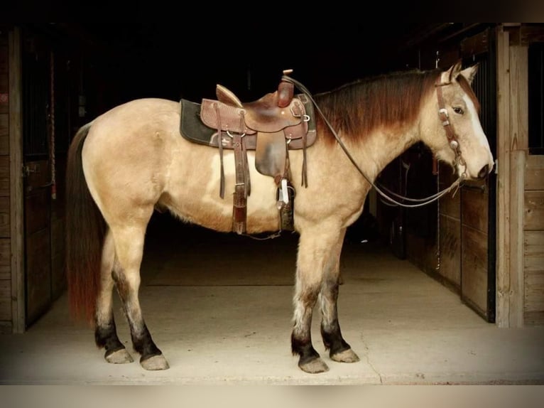 American Quarter Horse Castrone 6 Anni 160 cm Pelle di daino in Fort Atkinson WI