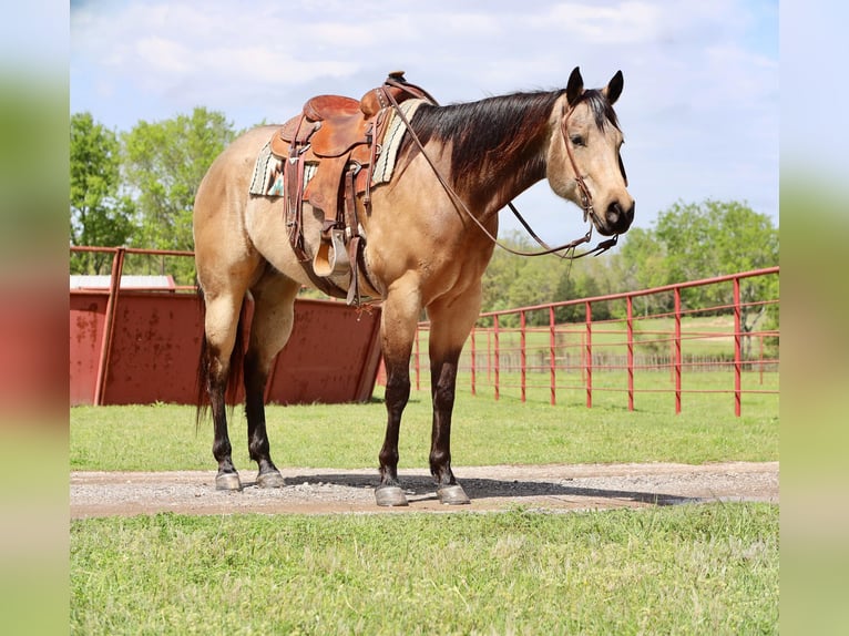 American Quarter Horse Castrone 6 Anni 160 cm Pelle di daino in Grand Saline