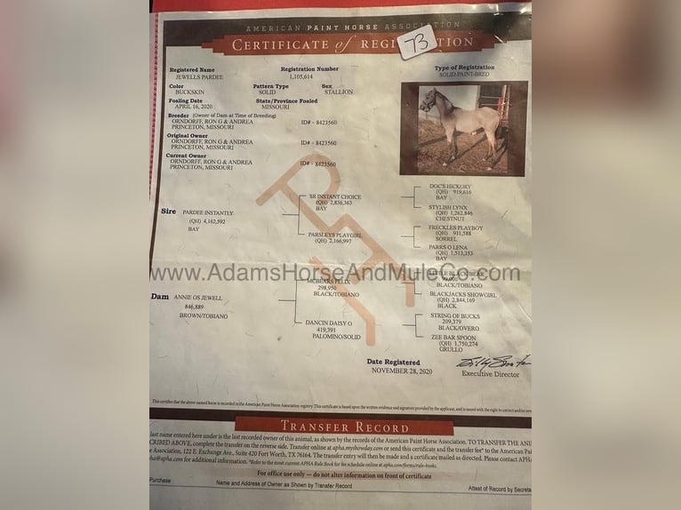 American Quarter Horse Castrone 6 Anni 160 cm Pelle di daino in Mount Vernon