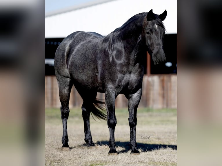 American Quarter Horse Castrone 6 Anni 160 cm in Cisco