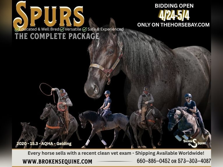 American Quarter Horse Castrone 6 Anni 160 cm Roano blu in Bogard, MO