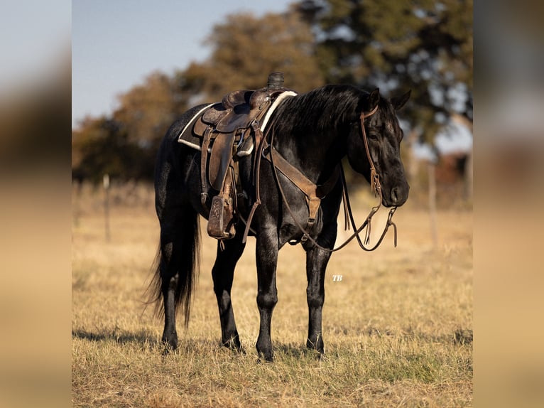 American Quarter Horse Castrone 6 Anni 160 cm Roano blu in Cisco