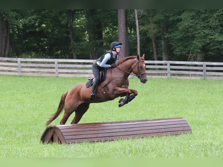 American Quarter Horse Castrone 6 Anni 160 cm Roano rosso in Clover, SC