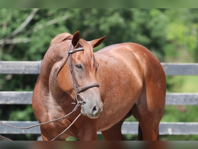 American Quarter Horse Castrone 6 Anni 160 cm Roano rosso in Clover, SC