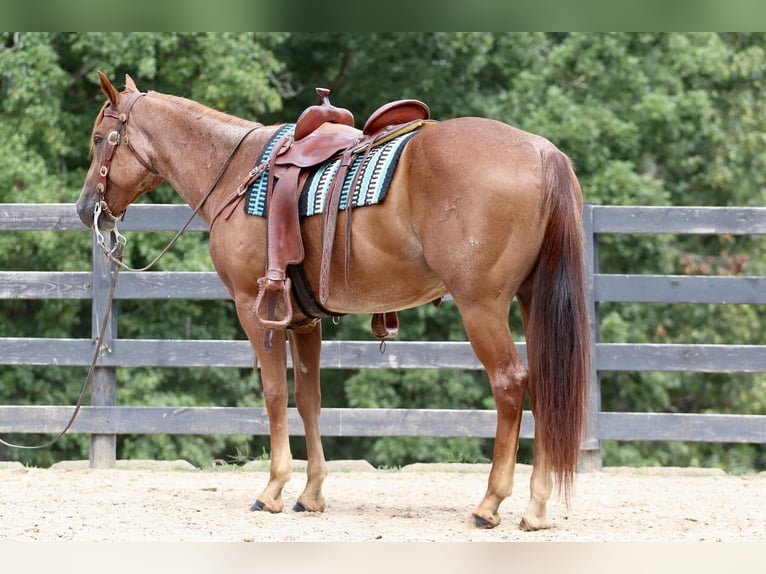 American Quarter Horse Castrone 6 Anni 160 cm Roano rosso in Clover, SC