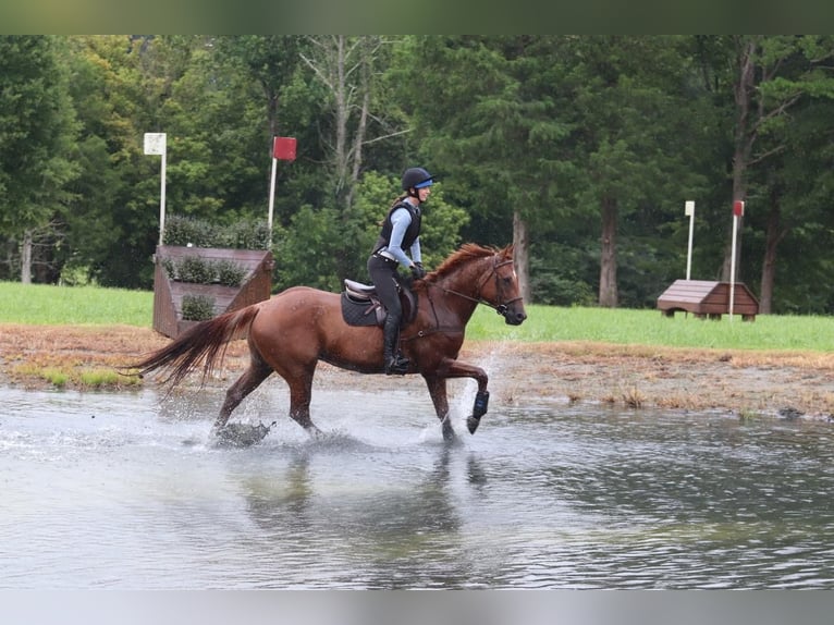 American Quarter Horse Castrone 6 Anni 160 cm Roano rosso in Clover, SC