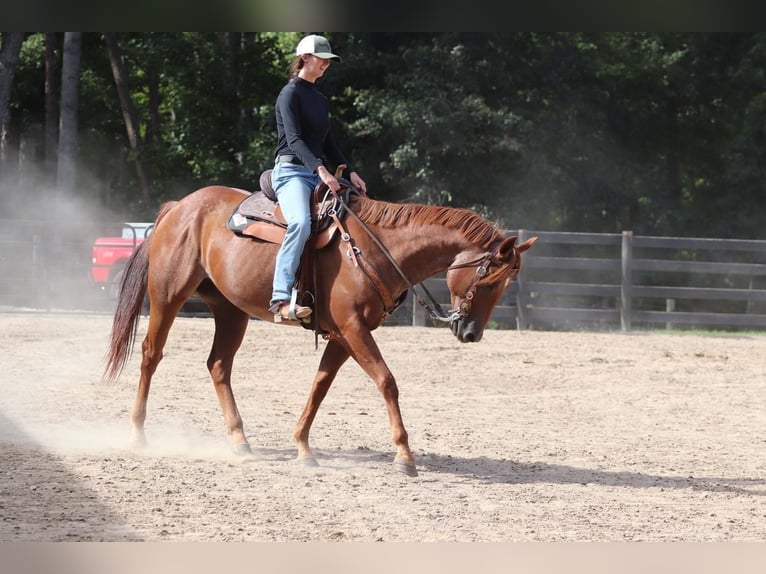 American Quarter Horse Castrone 6 Anni 160 cm Roano rosso in Clover, SC