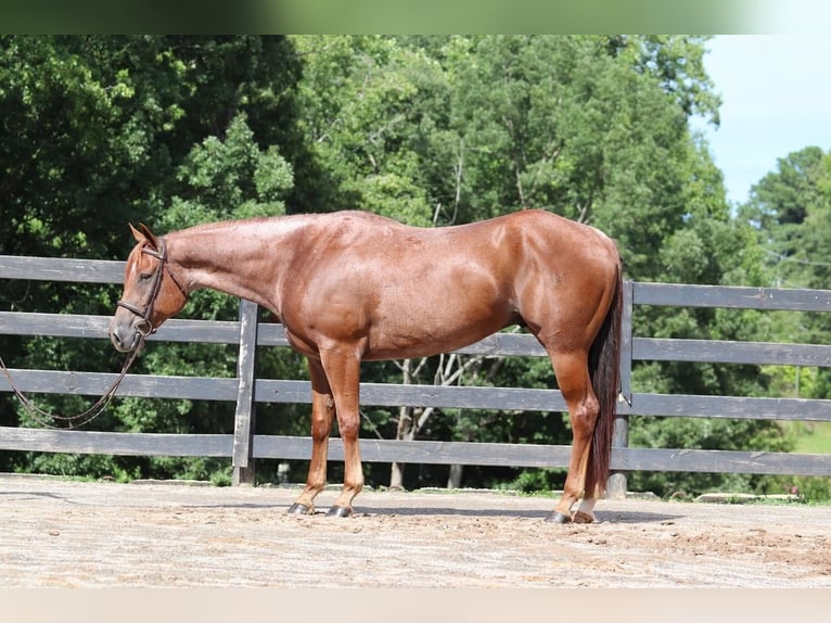 American Quarter Horse Castrone 6 Anni 160 cm Roano rosso in Clover, SC