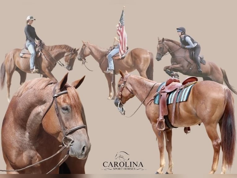 American Quarter Horse Castrone 6 Anni 160 cm Roano rosso in Clover, SC