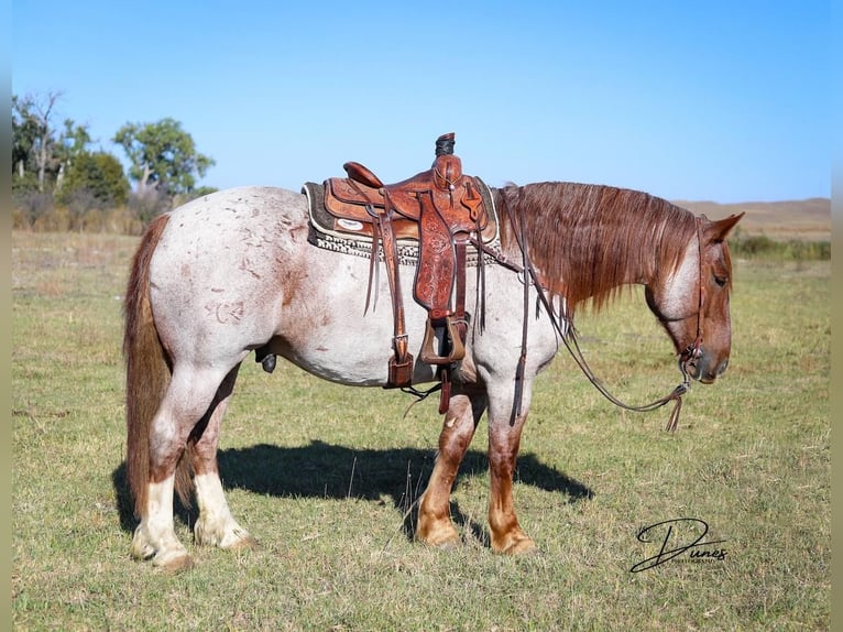 American Quarter Horse Mix Castrone 6 Anni 160 cm Roano rosso in Thedford, NE