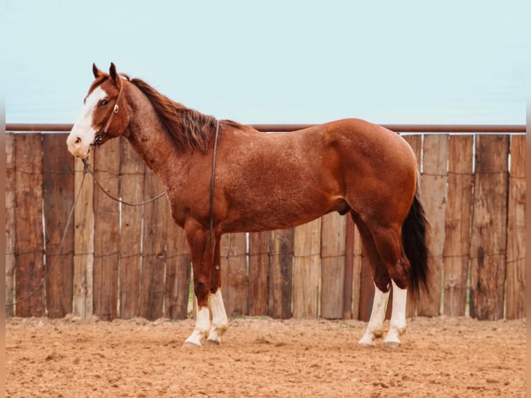 American Quarter Horse Castrone 6 Anni 160 cm Roano rosso in Huckabay, TX