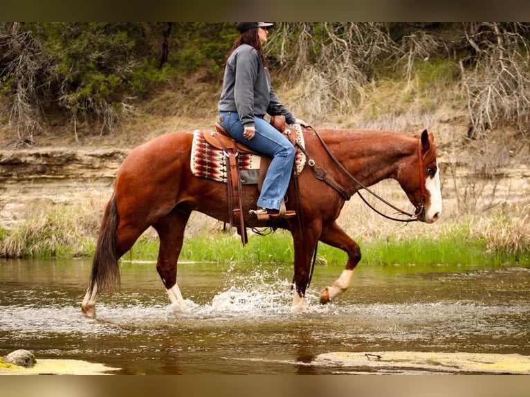 American Quarter Horse Castrone 6 Anni 160 cm Roano rosso in Huckabay, TX