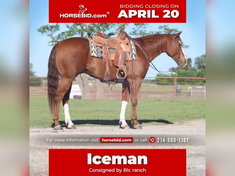 American Quarter Horse Castrone 6 Anni 160 cm Sauro ciliegia in Grand Saline