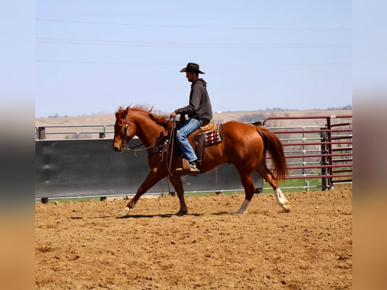 American Quarter Horse Castrone 6 Anni 160 cm Sauro ciliegia in La Motte, IA