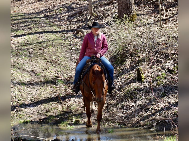 American Quarter Horse Castrone 6 Anni 160 cm Sauro ciliegia in La Motte, IA