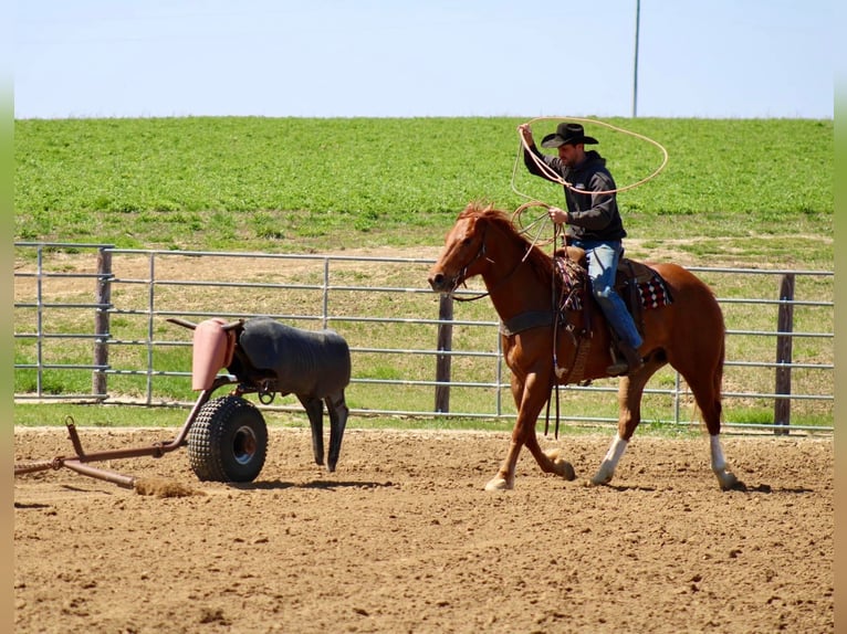 American Quarter Horse Castrone 6 Anni 160 cm Sauro ciliegia in La Motte, IA